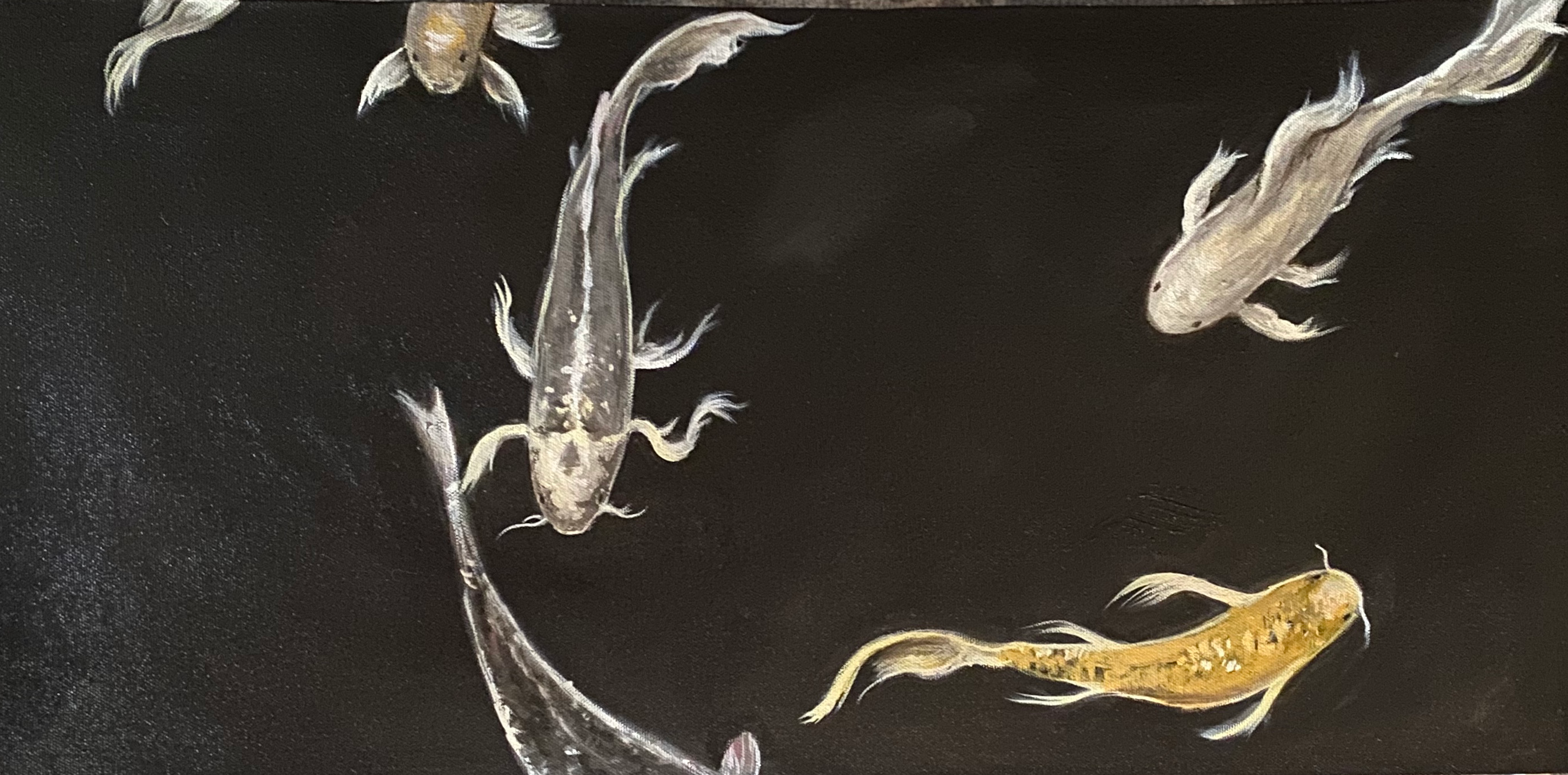 Koi